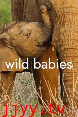 野生动物宝宝 第一季